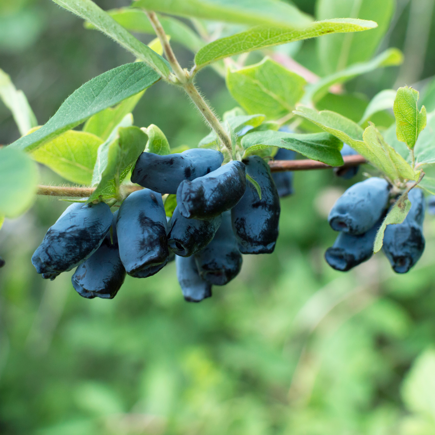 a close up of many dark blue oblong shaped aurora honey berries growing on a leafy green tree with a soft blurred green background in an outdoor setting