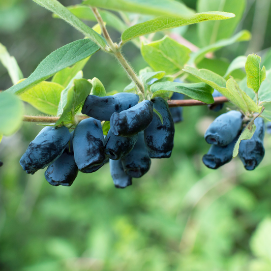 a close up of many dark blue oblong shaped aurora honey berries growing on a leafy green tree with a soft blurred green background in an outdoor setting