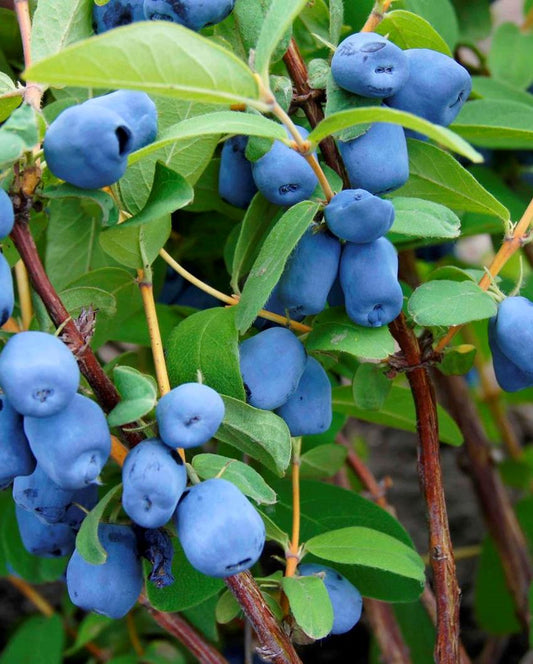 Aurora Honeyberry