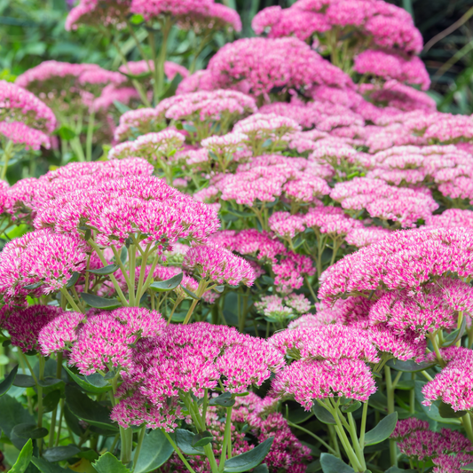 many bright pink autumn stonecrop flowers growing from green stems surrounded by green leaves in an outdoor garden setting