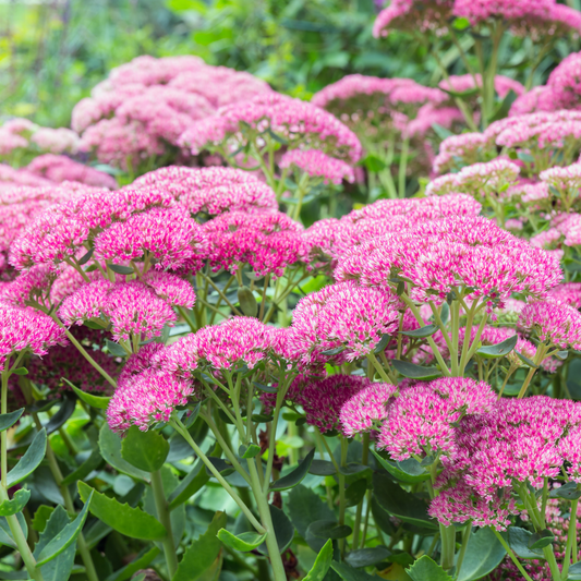 the bright pink flower tops of an autumn joy stone crop plant in an outdoor garden setting