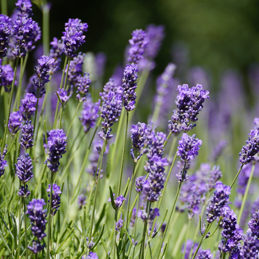 many stocks of bright purple flowering Avignon early blue English lavender with green stems and a blurred background in an outdoor setting