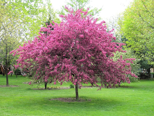 Ambassador Crabapple