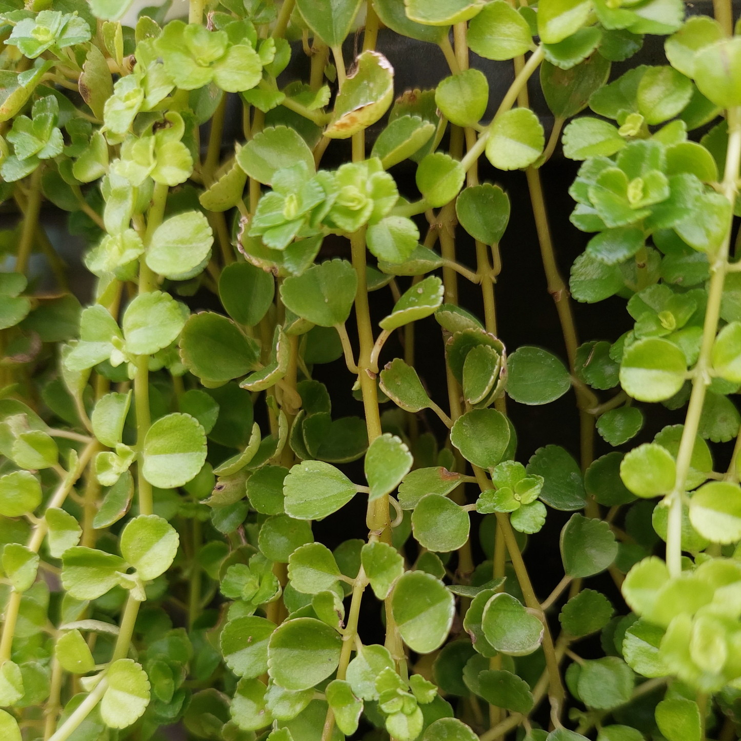 a close up of many bright green vines with rounded leaves of a baby tears pilea depress plant with a black background peaking through the vines