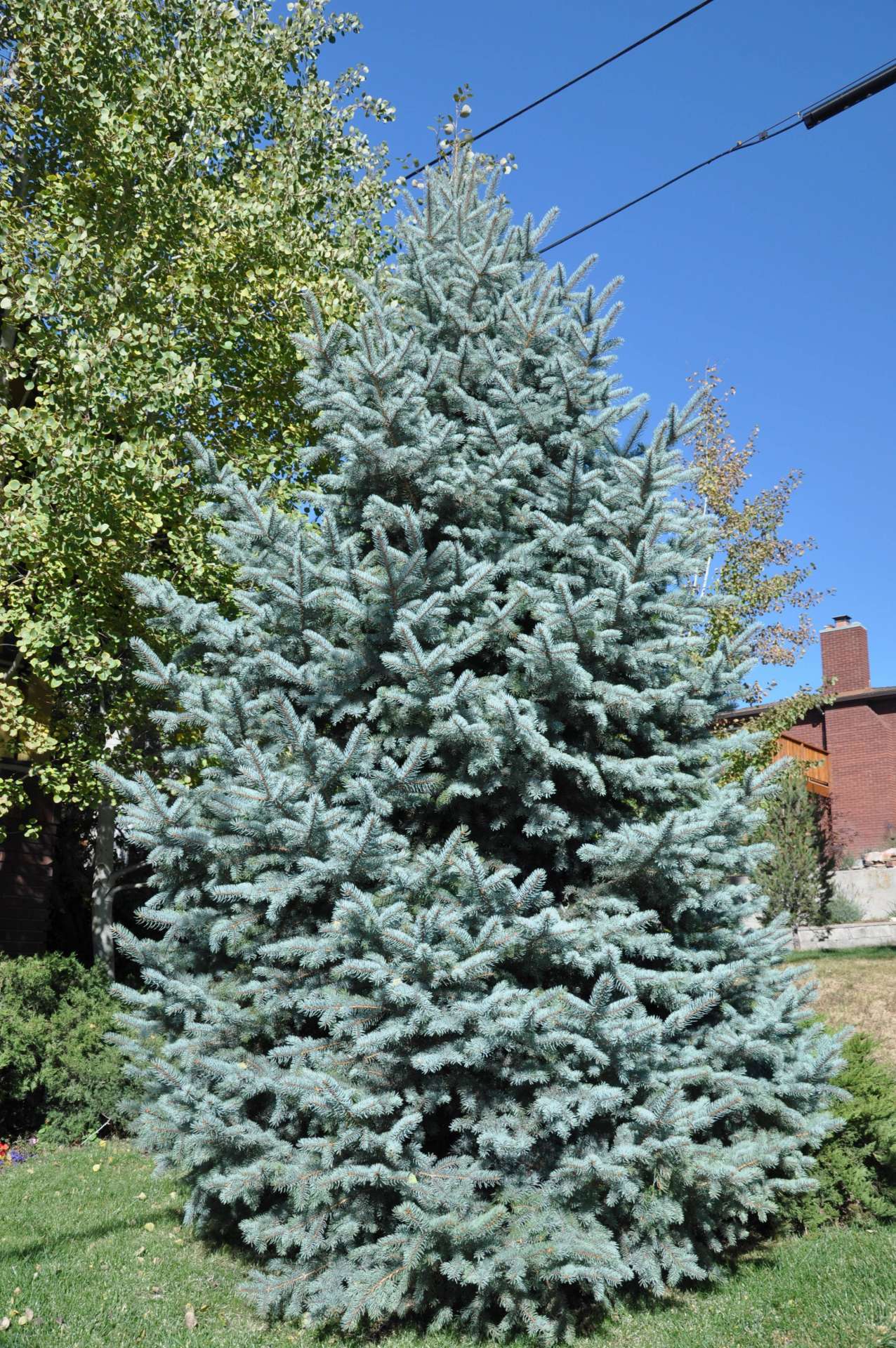 Baby Blue Spruce