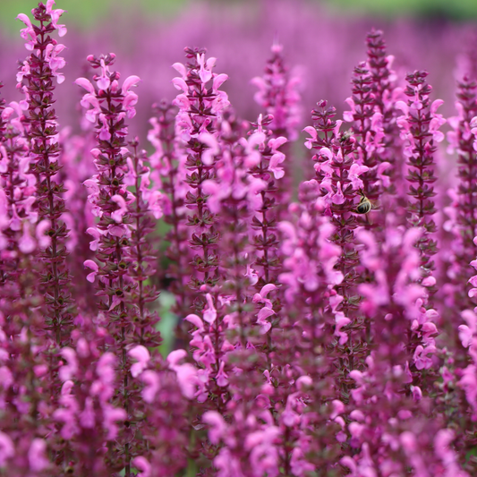 many bright pink back to the fuchsia salvia flowering plants in an outdoor garden setting