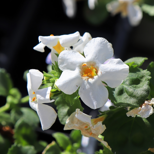 bacops megacopa White flowers with yellow centers and green leaves in a close-up outdoor shot.