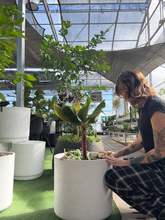 Person interacting with a potted Banana Plant Arrangement in a greenhouse setting