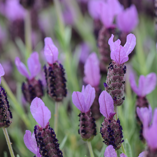 a close up of many deep purple stocks of bander deep purple Spanish lavender with green stems in an outdoor setting
