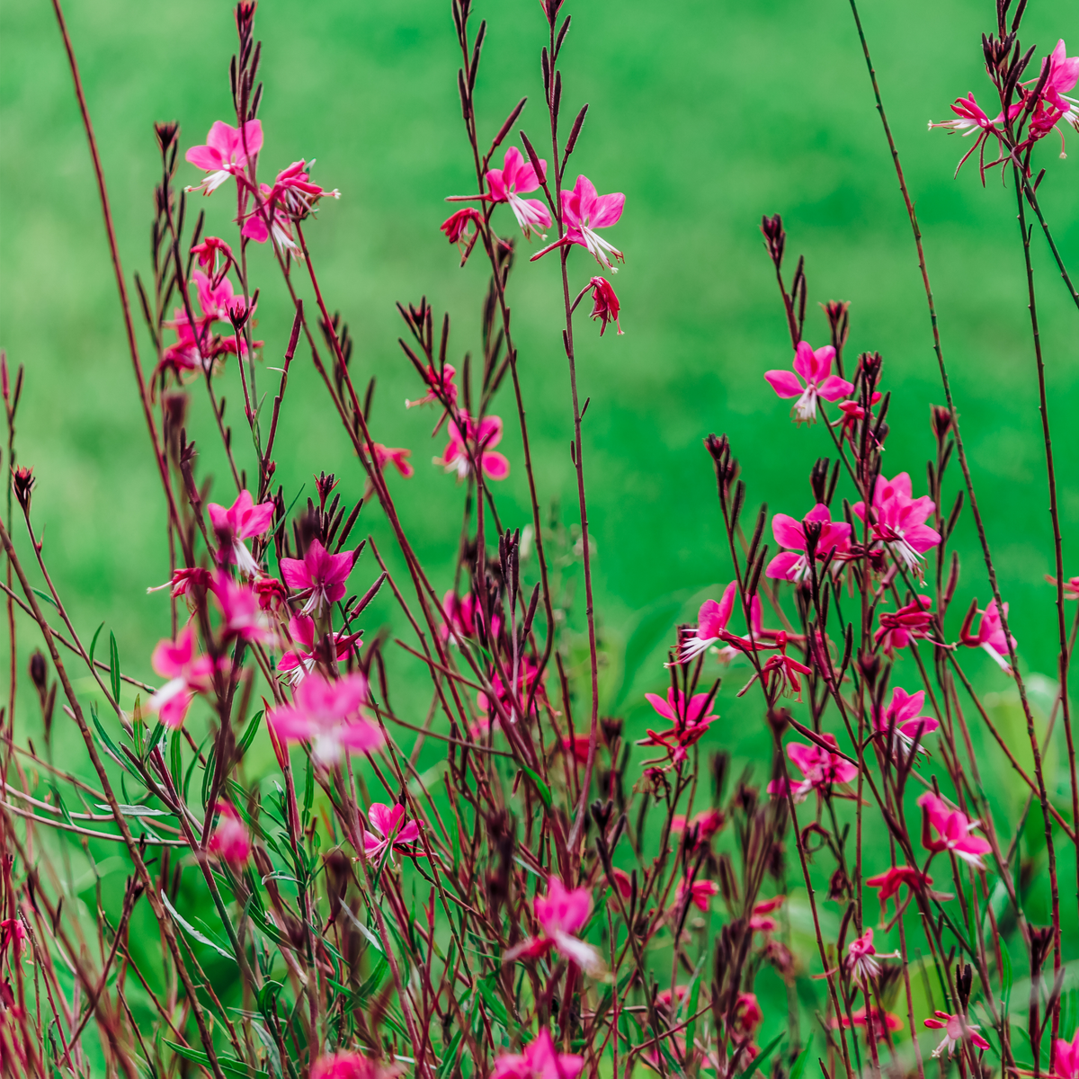 a close up of many dark red stems with bright pink bantam iris pink guava flowers with a blurred green background in an outdoor setting