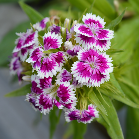 A close-up of a cluster of barbing mix sweet William white flowers with vibrant magenta-purple centers and serrated edges, surrounded by green leaves.