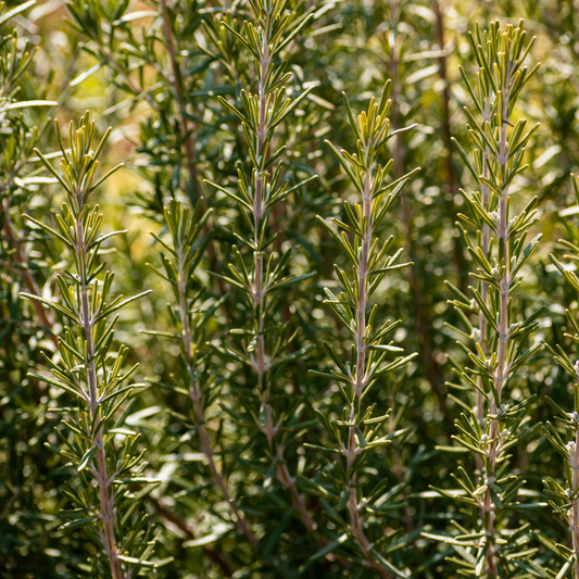 many stocks of barbecue rosemary herb plants in an outdoor setting