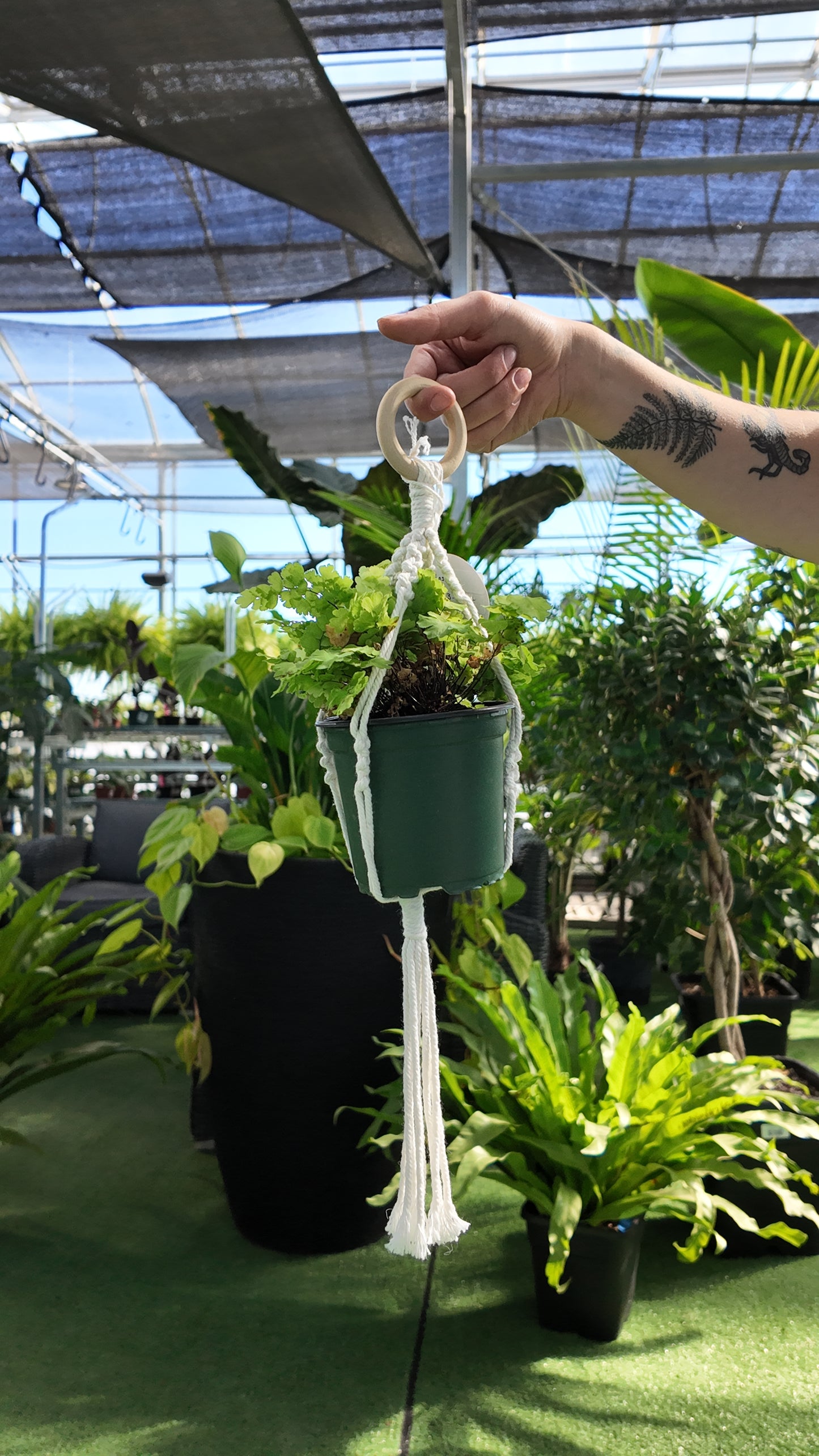 Hand holding a hanging plant in Basic Macramé Plant Hanger in a greenhouse setting
