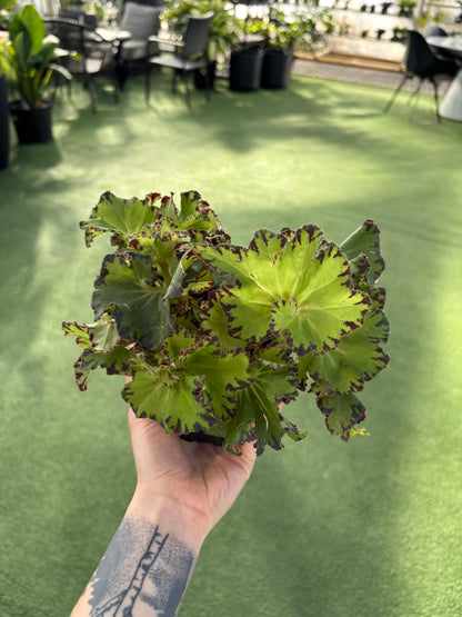 hand holding Begonia Rex - Spirit of Mauritius plant in a greenhouse setting