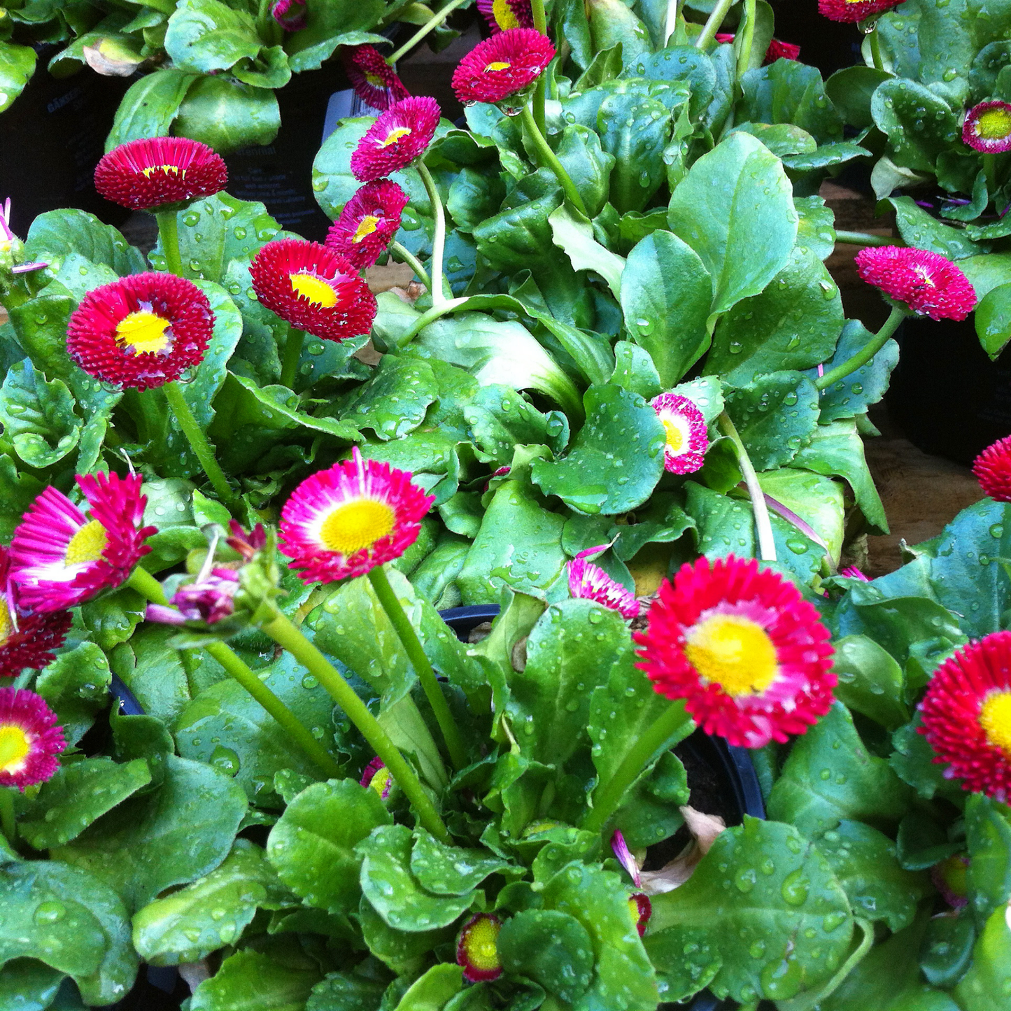 Vibrant pink and red bellissima mix English daisy flowers with bright yellow centers growing in dense green foliage, photographed close up with water droplets on the leaves.