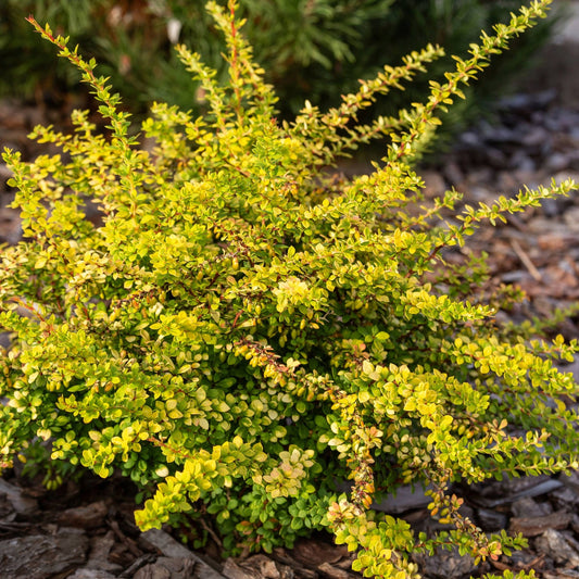 Sunsation® Barberry