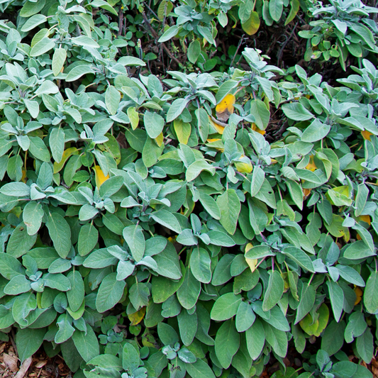 a full leafy green berggartenx sage plant in an outdoor garden setting