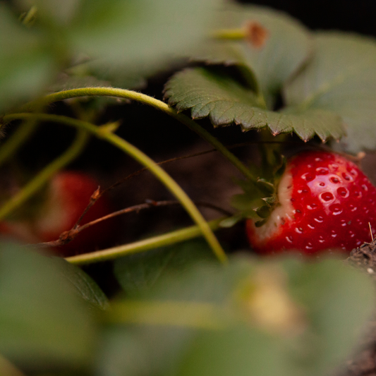 a zoomed in image of a bright red strawberry growing on a berries galore rose strawberry plant with green blurry leaves in the foreground