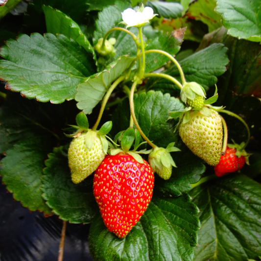 multiple strawberries some green and some ripe and red growing on a strawberries galore white strawberry plant with a white flower and green leaves