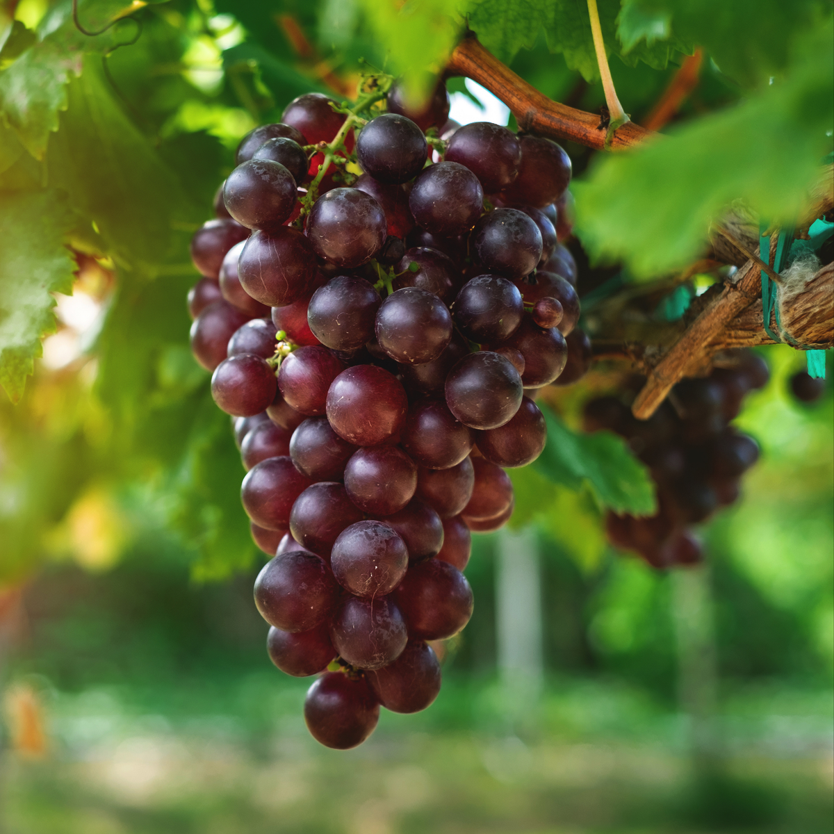 a close up of a bundle of dark red beta rapes ground on a green vine with many leaves in an outdoor setting