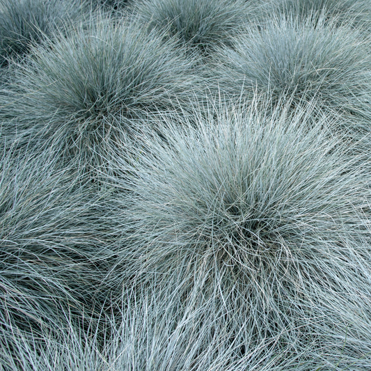 Close-up of blue fescue ornamental grass with fine, wispy blades in a dusty blue-gray color.
