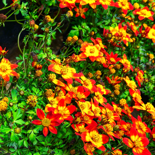 Close-up of a dense cluster of widens named compact red eye marigold flowers with bright yellow petals and red-orange centers, surrounded by green foliage.