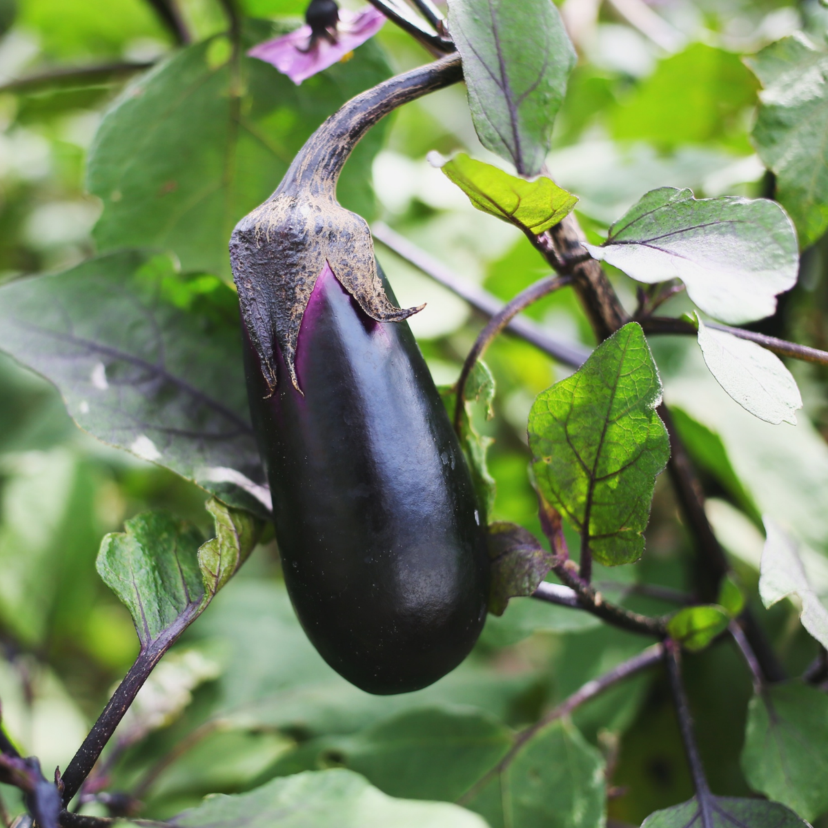 a dark purple black beauty eggplant ground on a green vine with many green leaves in an outdoor setting