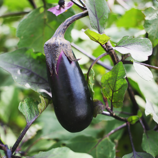 a dark purple black beauty eggplant ground on a green vine with many green leaves in an outdoor setting