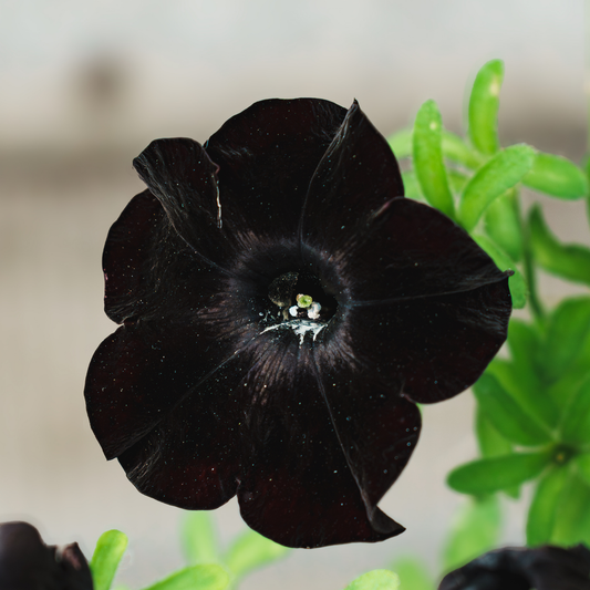 a close up of a dark black satin petunia with bright green stems in an outdoor setting