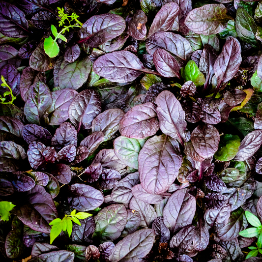 a close up of the day purple black scallop bugleweed leaves