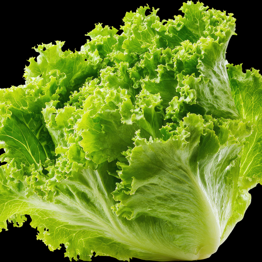 a head of bright green leafy black seeded Simpson lettuce with a black background