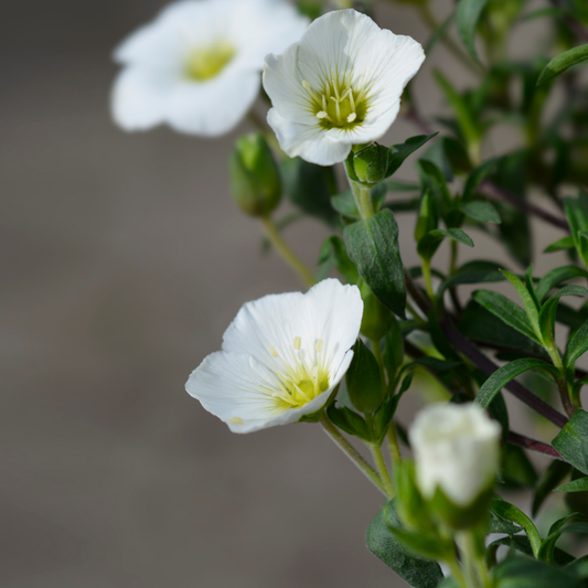 a close up of multiple white blizzard compact mountain sandwort flowers with yellow centres and green stems with a grey background