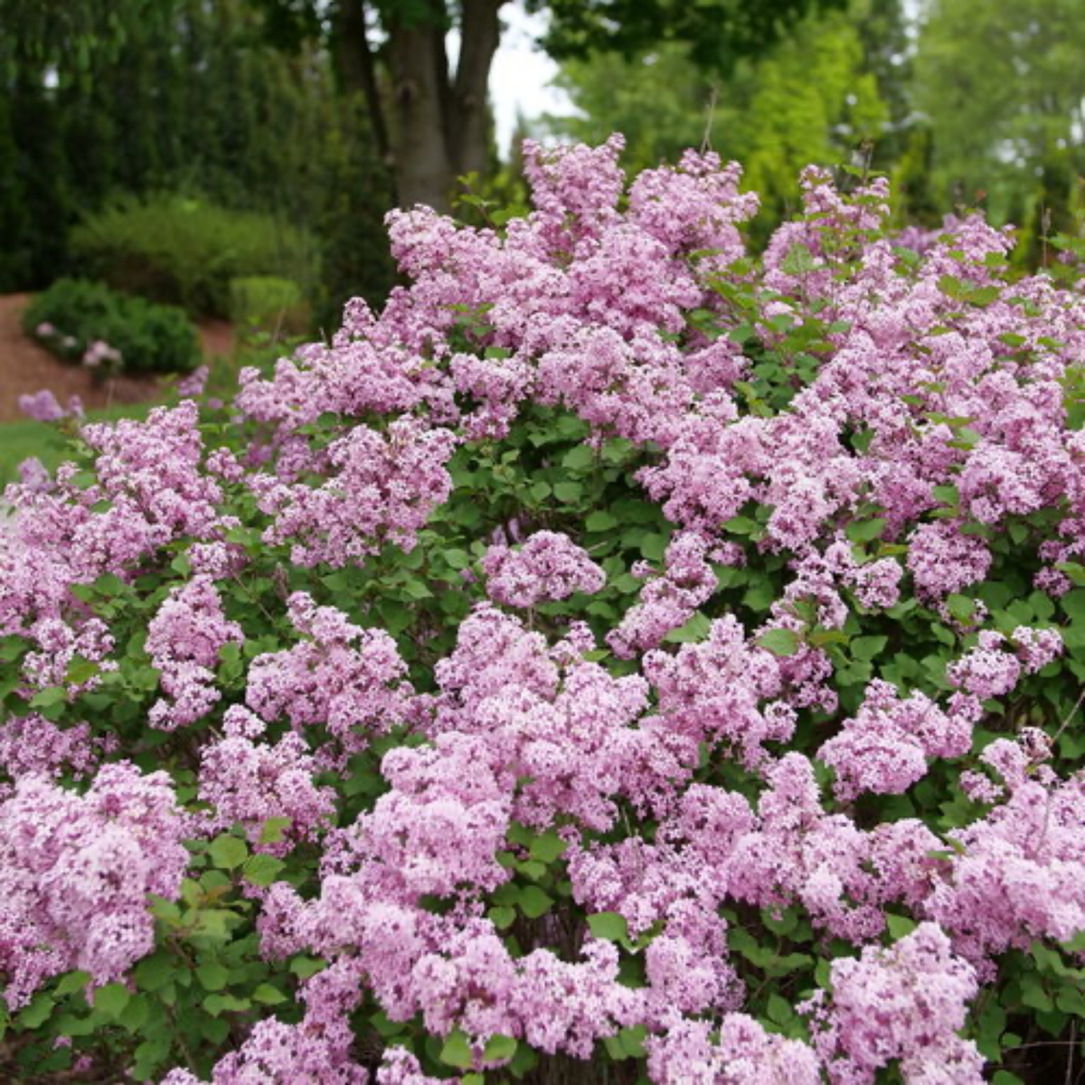 a close up of many pale pink bloomerang purpink reblooming lilac flowers with bright green foliage in an outdoor setting