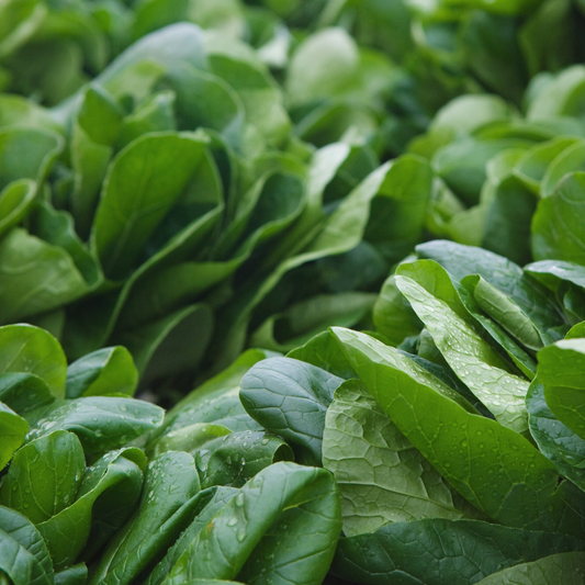 a close up of many bright green leaves of bloomsdale spinach with water droplets on a few leaves with the spinach pplants covering the whole screen