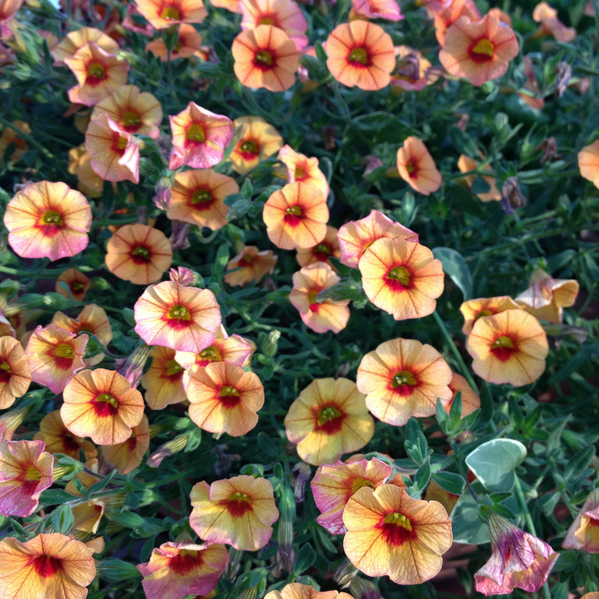 many pale orange bloomtastic orange calibrachoa flowers with dar red centres and pink edged petals in an outdoor garden setting