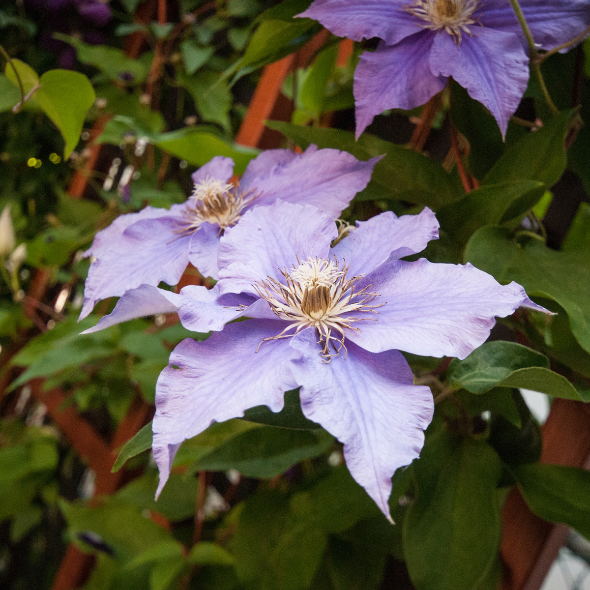 three pale purple blue boy clematis flowers with a pale centre surrounded by leaves in an outdoor garden setting