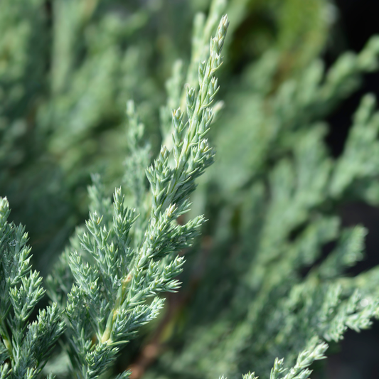 a close up of a pale blueish greens stems of a blue chip juniper tree with a soft blurred background