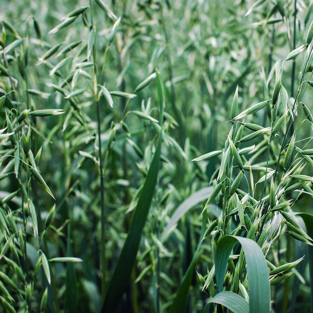 a close up of dark blueish green stems of blue oat grass with many pointed seeds growing on the stems in an outdoor setting