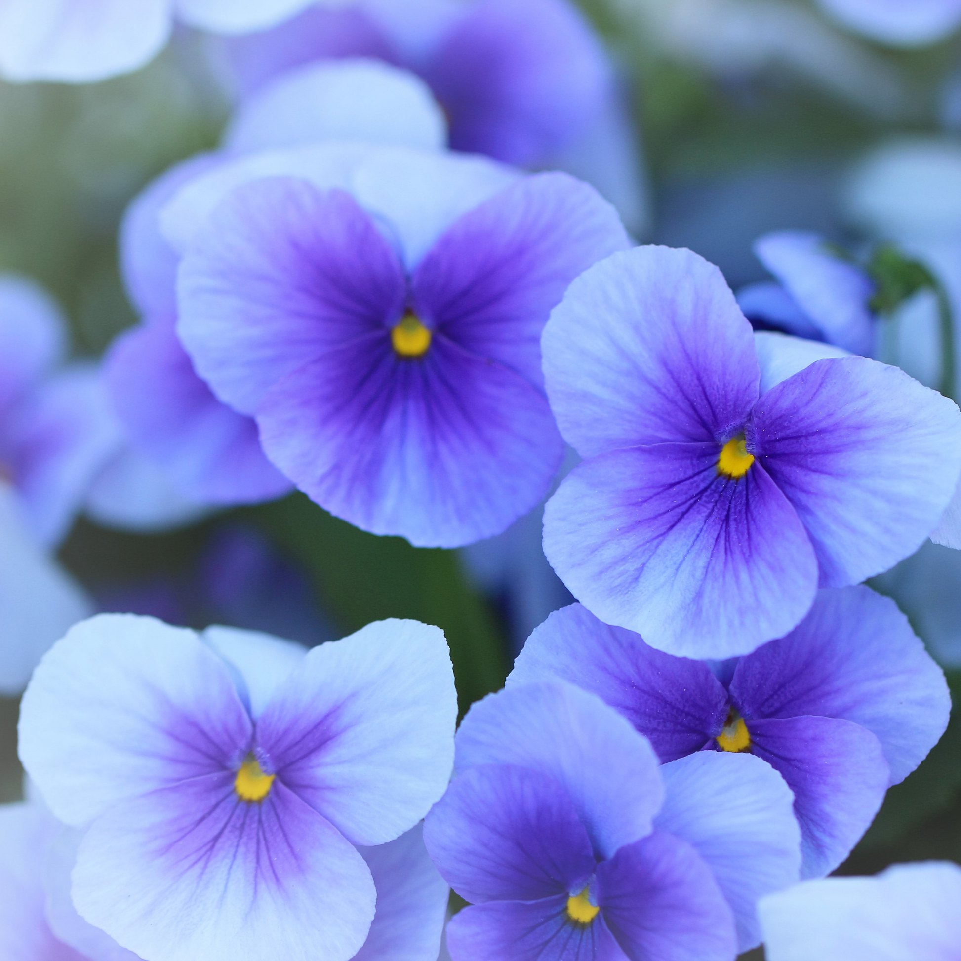 Close-up of purple and white blue pansies with yellow centers, softly blurred in the background.