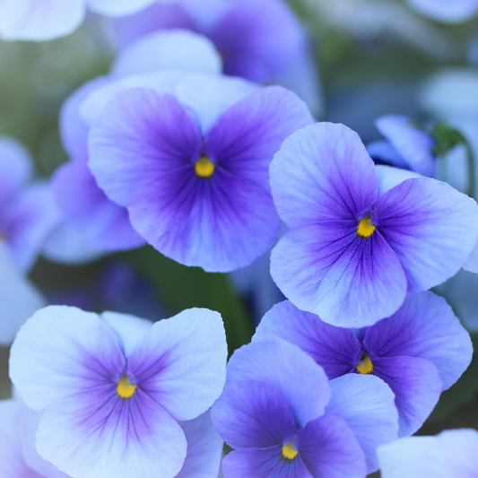 Close-up of purple and white blue pansies with yellow centers, softly blurred in the background.