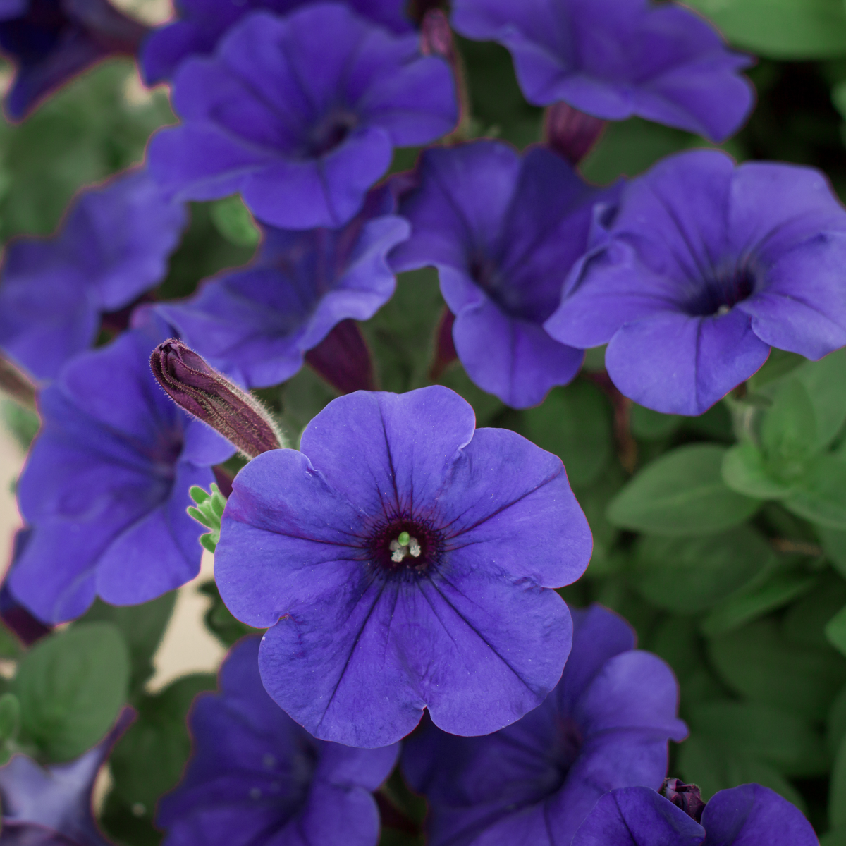 a close up of many vibrant blue petunias with darker centres surrounded by greenery in an outdoor garden setting