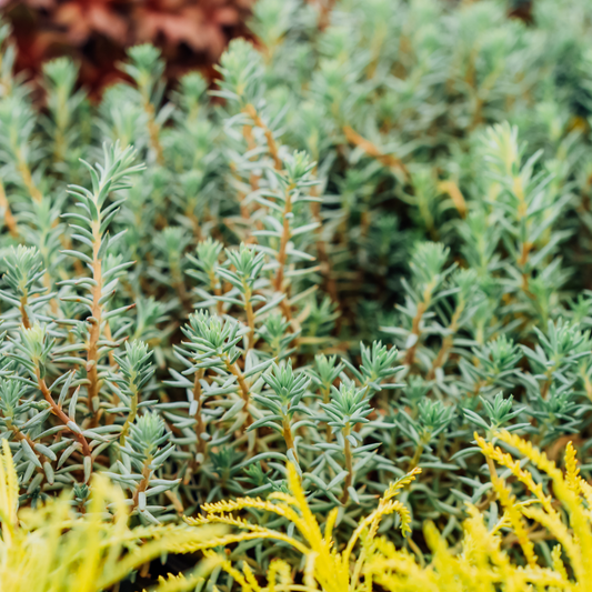 a close up of a blue spruce stonecrop plant with pale green needle shaped leaves in an outdoor garden setting