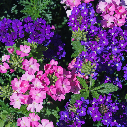 many bright pink and purple blue, light pink eye verbena flowers surrounded by green leaves in an outdoor garden setting
