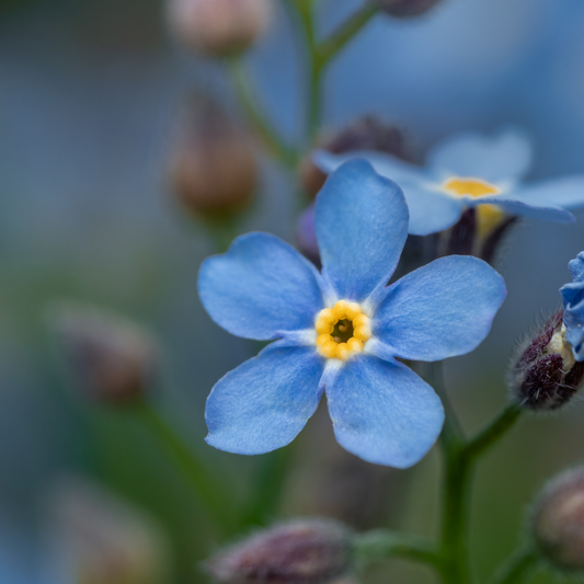 A close-up photograph of a light blue bluesylva forget-me-not flower with a bright yellow center, surrounded by soft-focus buds and another blurred flower in the background.