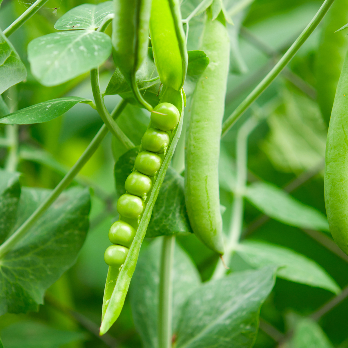 a close up of a bright green opened bolero pea pod with many round peas inside surrounded by more peas and many vining green stems and leaves in an outdoor setting