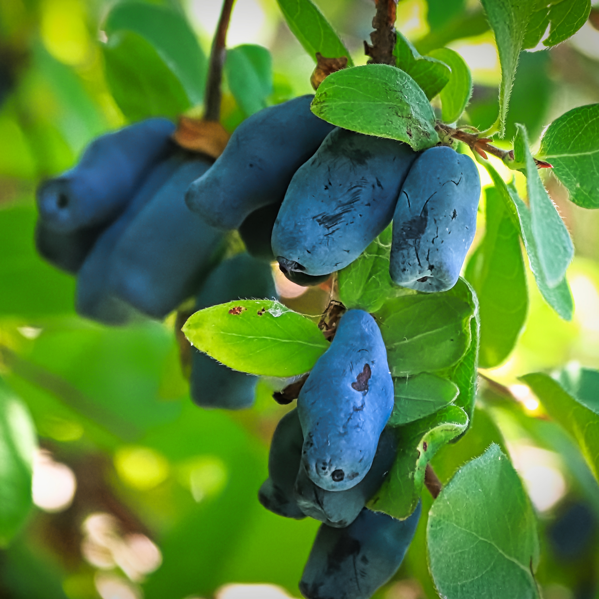 a close up of many pale blue boreal blizzard honeyberries growing on a leafy tree in an outdoor setting