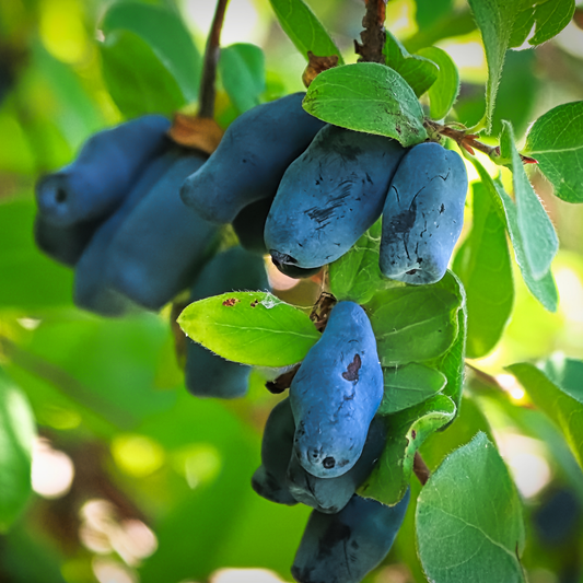 a close up of many pale blue boreal blizzard honeyberries growing on a leafy tree in an outdoor setting
