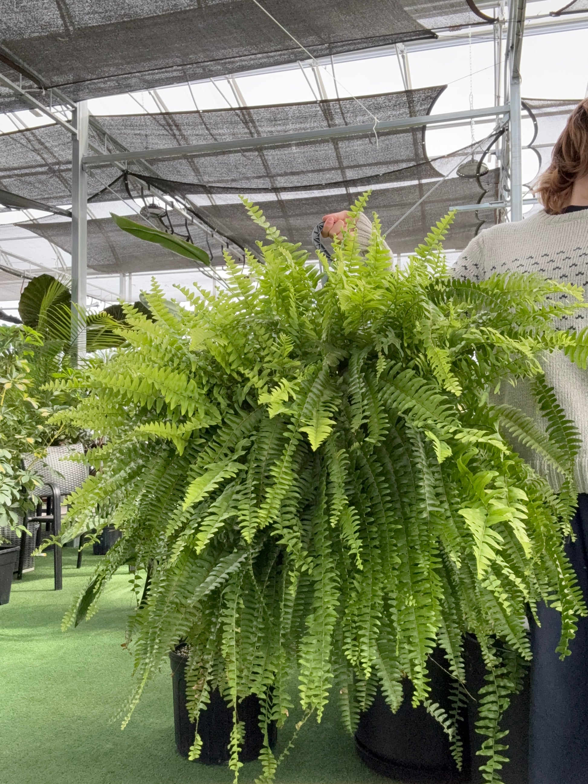 Large green Boston Fern ‘Nevada’ plant in a greenhouse setting