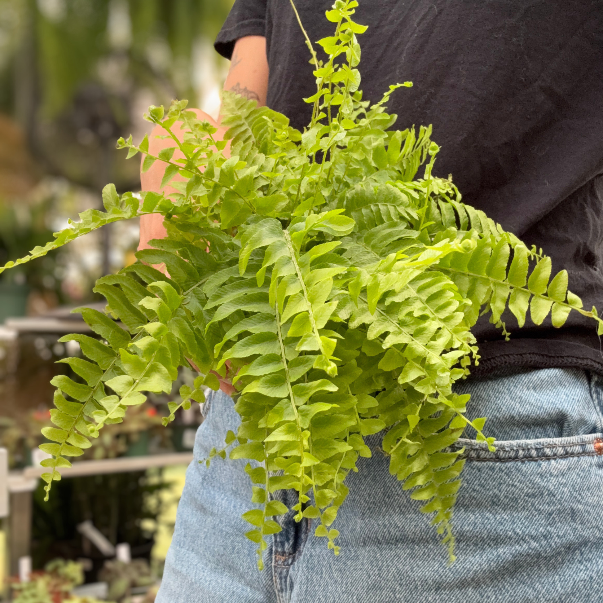 A person holding a lush green fern plant in front of their torso, wearing a black t-shirt and light blue denim jeans in a greenhouse setting.
