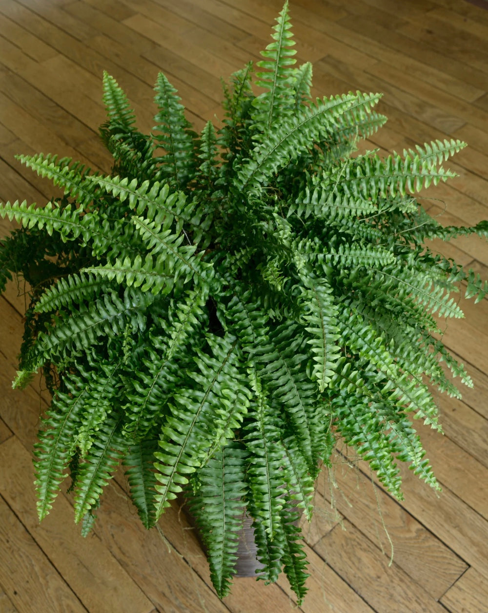 Green fern plant on a wooden floor